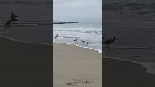 Lots of sandpipers shorebirds seabirds birds [upl. by Verge721]