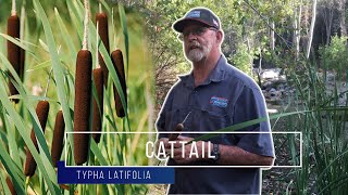 Cattail Typha latifolia A survival plant [upl. by Teuton]