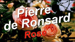 Pierre de Ronsard Rose [upl. by Dorcia37]