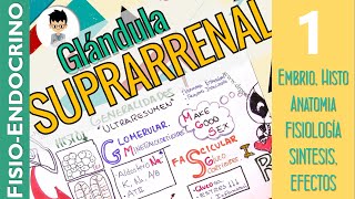 FISIOLOGÍA DE LA GLÁNDULA SUPRARRENAL CORTISOL Completo embrio anato histo Fisio Endocrino1 [upl. by Nelyk]