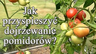 Jak przyspieszyć dojrzewanie pomidorów  Ogrodowe pierdamony 171 [upl. by Aihsened]