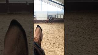 Secret succes passage  piaffe dressagehorse dressage horse equestrian [upl. by Iain]