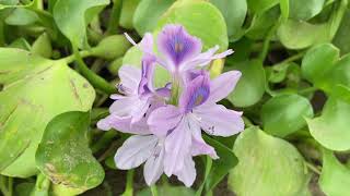 Water Hyacinth Wonders Eichhornia CrassipesDaryai Gulab in a Roadside Habitat दरियाई गुलाब [upl. by Yraunaj]