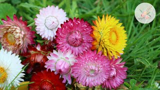 How to Save Strawflower Seeds  Cut Flower Farming  How to grow Flowers Gardening  Farmer Florist [upl. by Anuahsat]