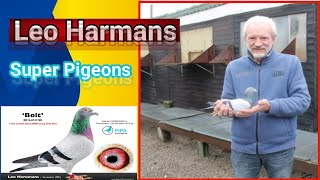 Leo Heremans super collection  Racing pigeons [upl. by Margareta22]