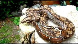 Tarahumara Boa constrictor imperator [upl. by Nangatrad]