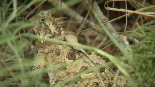 Horned Lizards on the Move [upl. by Barty]