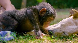 Puppies and Baby Chimpanzees Make The Cutest Friends  BBC Earth [upl. by Pernas262]