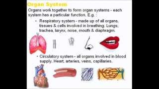 Tissues Organs and Systems  A Level AS Biology Revision [upl. by Tilagram]