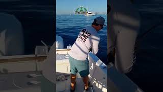 Panga  fishing  San Jose del Cabo fishing shortsvideo shorts sportfishing fishingpanga [upl. by Hilarius]