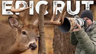 EPIC Day Photographing the Whitetail Rut [upl. by Enasus]