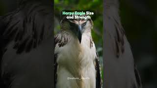 Harpy Eagle Size and Strength [upl. by Isacco]