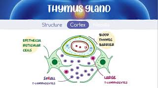 4 histology of lymphoid organs  الشرح الاساسي [upl. by Areemas]