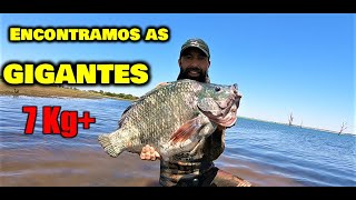 Hunters Pesca Sub  Um dia para não esquecer  Tilápias de 5 6 e 7kg [upl. by Nosned]