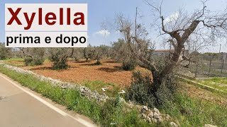 Xylella in Puglia il paesaggio prima e dopo [upl. by Auod]