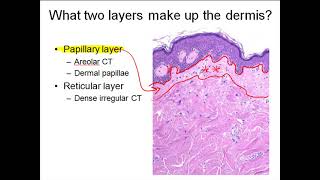 Dermis [upl. by Enaed]