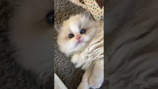 Ragdoll Kitten Wants to Play 🐱 catshorts kitten cat [upl. by Hebe]