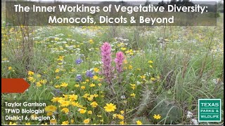 The Inner Workings of Vegetative Diversity Monocots Dicots amp Beyond [upl. by Htehpaj]