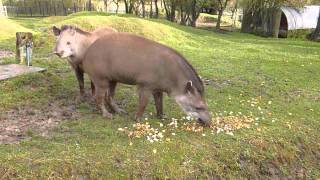 Brazilian Tapirs at Linton Zoo Tiana and Thiago meet for the first time Dec 2012MOV [upl. by Achorn]