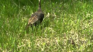 Turkey vs RedTail Hawk [upl. by Hashum749]