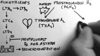 Arachidonic Acid amp Eicosanoids [upl. by Bonar]