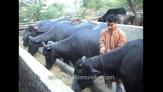 Buffalos lined up at a village dairy in India as feed is prepared [upl. by Razaile]