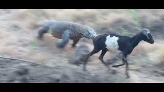 komodo dragon eating goat alive [upl. by Sucram]