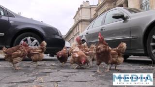 Le BEST OF du lâcher de poule à lassemblée nationale [upl. by Alleiram]