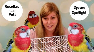 Rosellas as Pets Species Spotlight [upl. by Healy39]