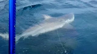 Big Shark Out Fights Grouper [upl. by Brear25]