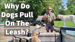 Why Do Dogs Pull On The Leash [upl. by Jb]