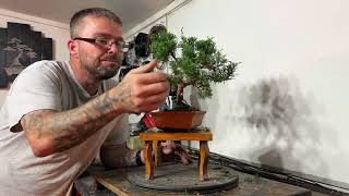 Achieve Stunning Results Wiring and Styling A Chinese Juniper Bonsai [upl. by Hurwit]