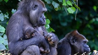 Our Baby Gorilla is 4 days old [upl. by Spragens691]