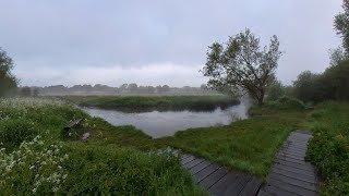 ASMR Calming Misty Nature Walk with INCREDIBLE Real Life Bird Sounds [upl. by Monaco]