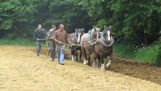 travail des chevaux de trait breton au labour [upl. by Susumu530]