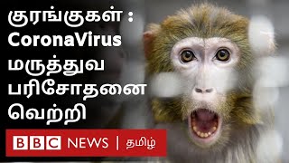 Coronavirus vaccine குரங்குகள் மீது நடத்தப்பட்ட ஆய்வு Macaque monkey trial gives hope [upl. by Nnylekoorb]