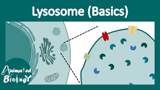 Lysosome structure and function  Lysosomal function  Lysosomal enzymes  cell bio [upl. by Roderic631]