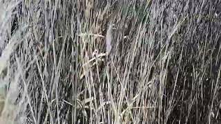 Walking on Antelope Island [upl. by Bordiuk]