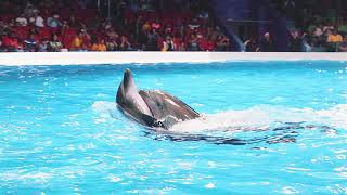 Best of Dubai Dolphin Show at Dubai Dolphinarium 2020 [upl. by Ahsimat92]