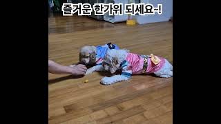 즐거운 한가위 되세요 코카푸 cockapoo 바다 여름 오늘도맑음 강아지옷 강아지한복 추석 명절 설날 간식손에올리기 [upl. by Anital]