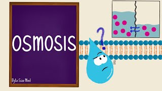 Osmosis  Osmolarity  Osmotic Equilibrium  Transport Across the Cell Membrane  Cell Physiology [upl. by Caitlin]