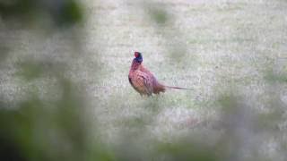 pheasant call [upl. by Abramo]