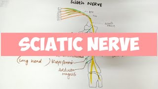 SCIATIC NERVE  Anatomy 👍 [upl. by Farris]