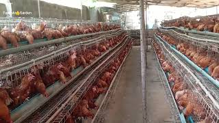 6 steps to start a poultry farm in Nigeria [upl. by Ardek]