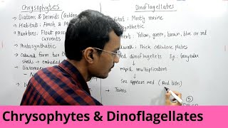 Kingdom Protista  Chrysophytes and Dinoflagellates [upl. by Loria]