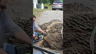 20quot Greenworks commercial 82v chainsaw full bar cut on a 36quot ash cordless battery [upl. by Revell]