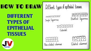 Diagram of Epithelial Tissue Class 9  Epithelial Tissue Diagram  How to draw animal tissue [upl. by Ahsienek]