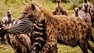 Merciless Moments When Brutal Hyenas Hunt Relentlessly hyenas hyenasattack [upl. by Werna]