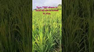 7301 dhan trending viral  kmaal kr diya dhan ne viral video kya growth h [upl. by Donoghue]