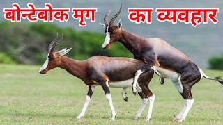 Bontebok antelope behavior  bontebok antelope wildlife documentary in hindi [upl. by Ytsirc]